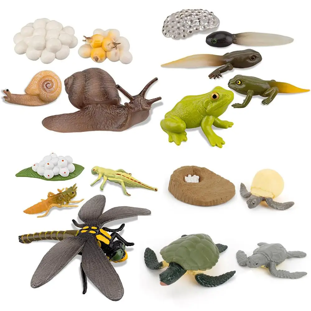 New Animal Life Cycle Board Children Toys Montessori Teaching Aids Plant Animal Growth Cycle Model Set Preschool Cognitive Toys 5