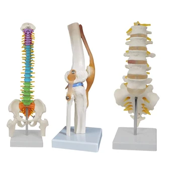 Strumenti didattici medici Modello scheletro in PVC Attrezzatura didattica per studenti Modello dell'articolazione del ginocchio Modello della pelle Modello vertebrale