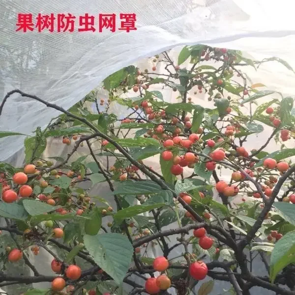 Fruit Tree Insect Prevention Insect Screen Orchard Cherry Grape Protective Net Peach Tree Vegetable Garden Household Mesh Fabric 3