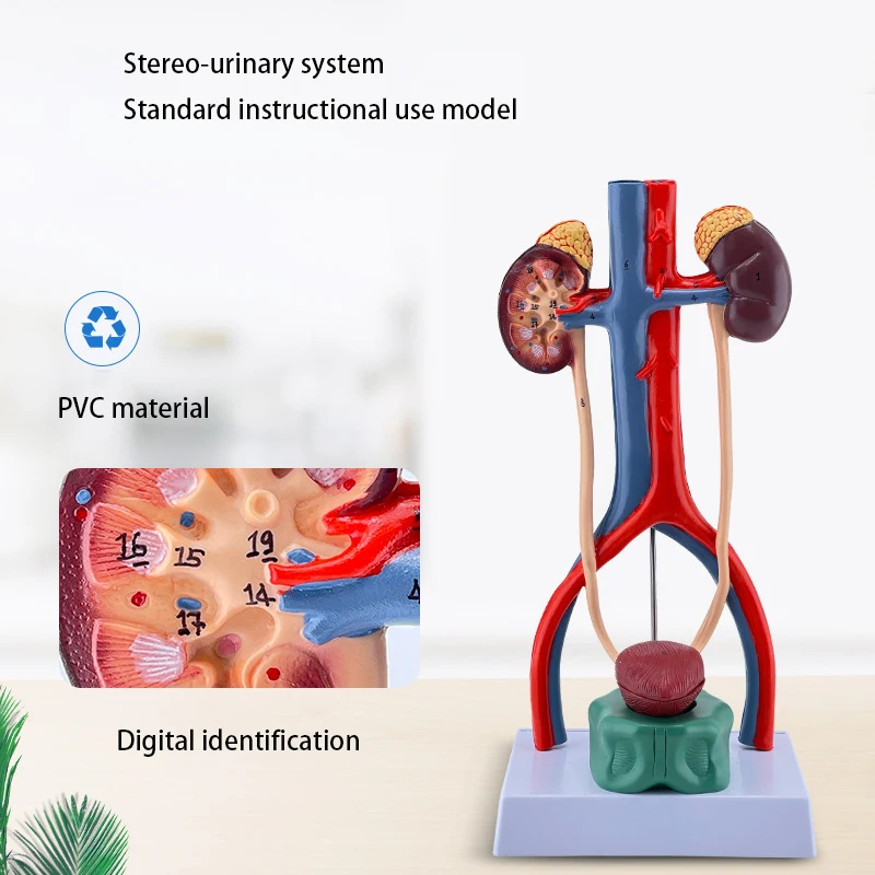 

Human Urinary System Anatomy Model Kidney Ureter Bladder Urethra Anatomical Model Medical Science Teaching Resources