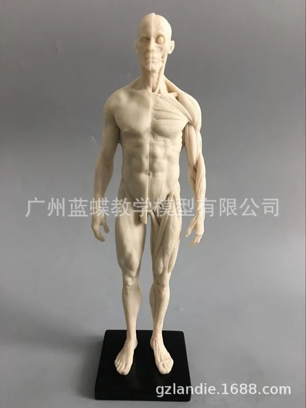 

30cm Human Skull Model Musculoskeletal Anatomy Art Painting Sculpture Teaching Medical Reference Model