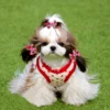 20PCS Dog Hair Bows Pet Dog Boutique Bows Rubber Bands Hair Bowknot Decorate for Dogs Groomining Cat Dog Pet Supplies 2