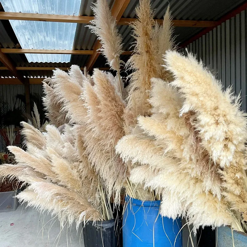 80Cm Large Pampas Grass Flowers Bouquet Fluffy Dried Floral Decoration - 5Pcs