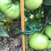 10/100pcs Plant Fixed Clips Reusable Garden Greenhouse Bracket Garden Plants Vine Climbing Clamp Flower Tomato Support Fastener 3