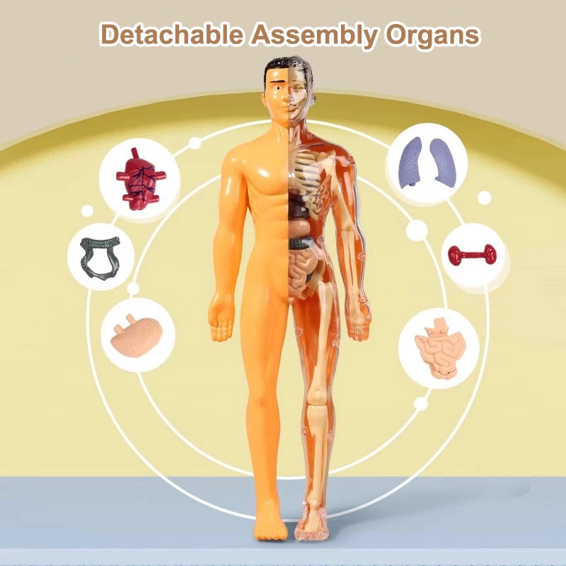 3D Human Torso Model Children's Anatomical Human Skeleton Organ Model Can Be Assembled DIY Human Organ Toys Educational Toys 2