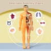 3D Human Torso Model Children's Anatomical Human Skeleton Organ Model Can Be Assembled DIY Human Organ Toys Educational Toys 2