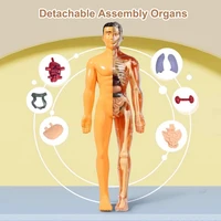 3D Human Torso Model Children's Anatomical Human Skeleton Organ Model Can Be Assembled DIY Human Organ Toys Educational Toys 2