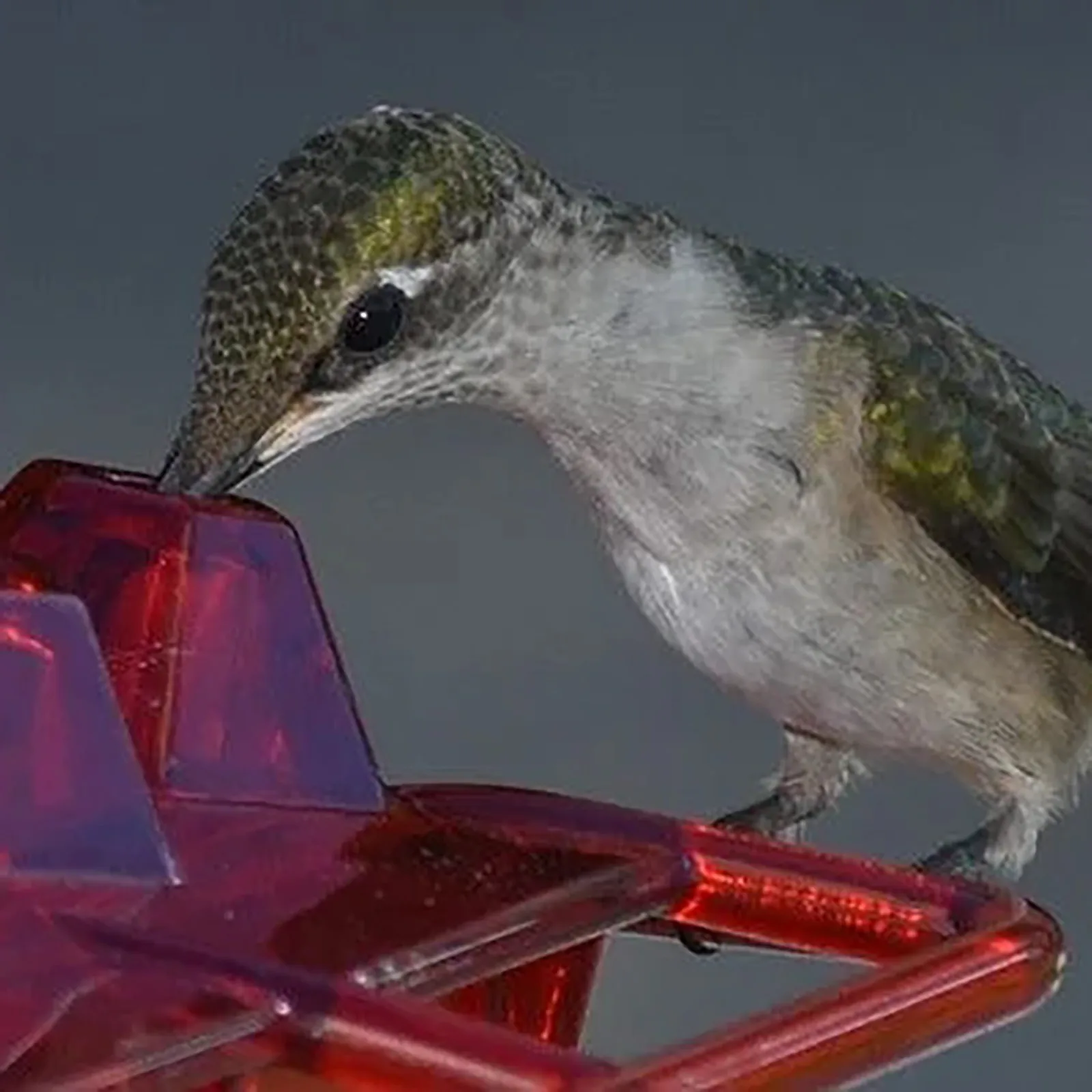 Summer Promotion 45% Off-hummingbird Feeders For Outdoors Hanging