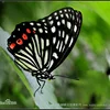 1/5/10/20Pcs Natural Real Beautiful Butterfly Specimens for Hobbies DIY Photo Frame or Home Wall sticker DIY  home decor modern 4
