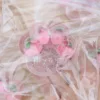 Fidget Toy Kawaii Transparent Strawberry Cat Paw Squeeze Toys Creative Slow Rebound Decompression Venting Rebound Toys For Kids 1
