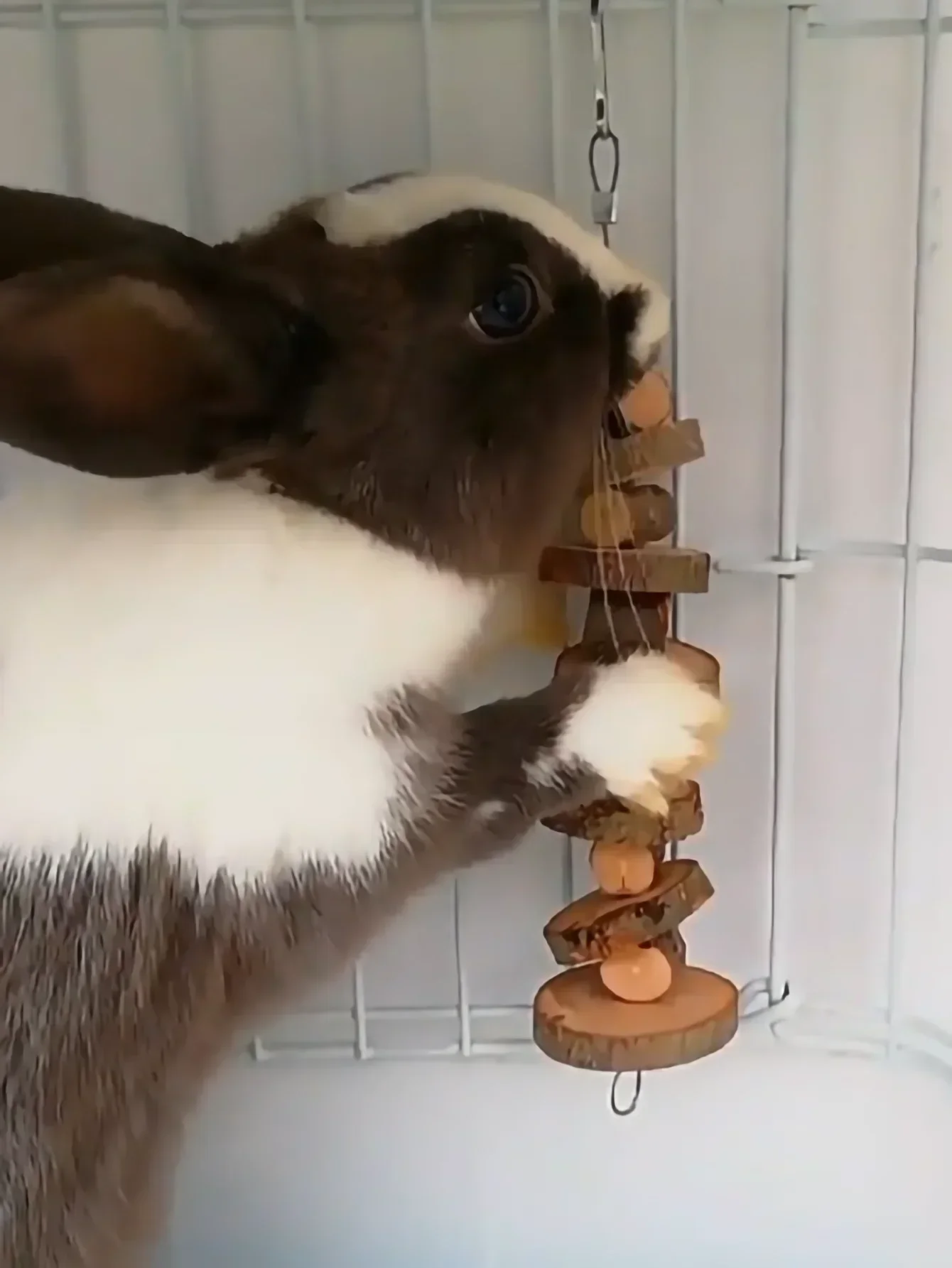 1pc-Simple wooden apple wood chew toy rabbit