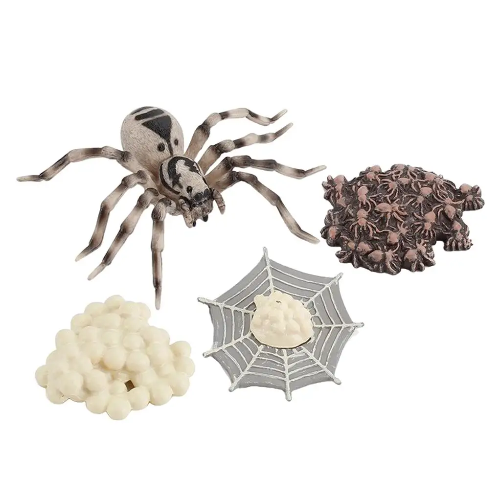 4 Pieces Life Cycle of A Spider, Animal Growth Cycle Includes Egg, Larva, 3