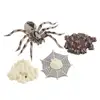 4 Pieces Life Cycle of A Spider, Animal Growth Cycle Includes Egg, Larva, 3