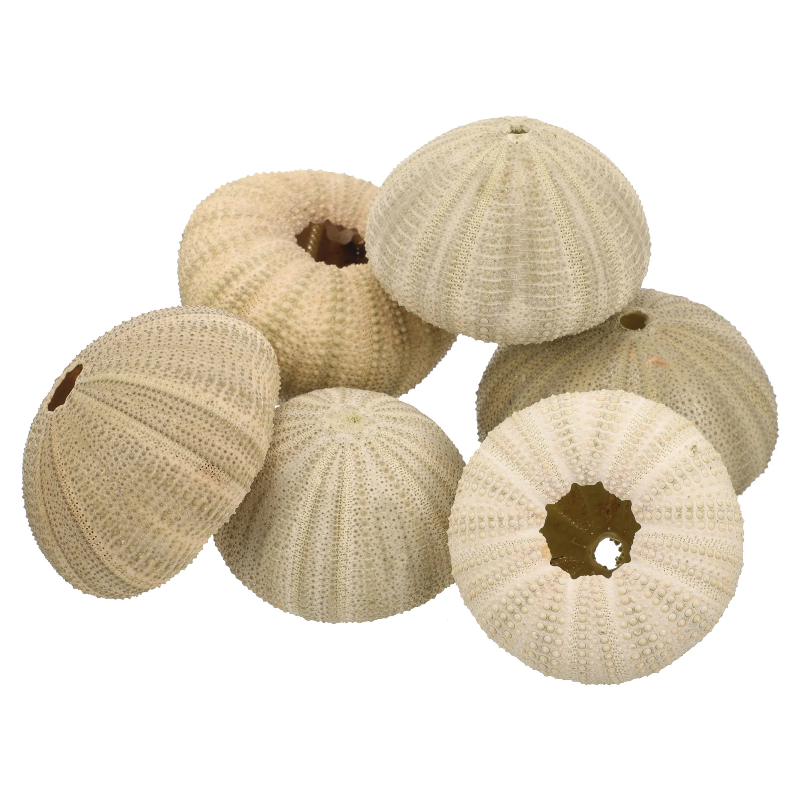 

6 Pcs Sea Urchin Shell Decoration Shells for Home Ornament Fish Tank Plant Pots Crafts