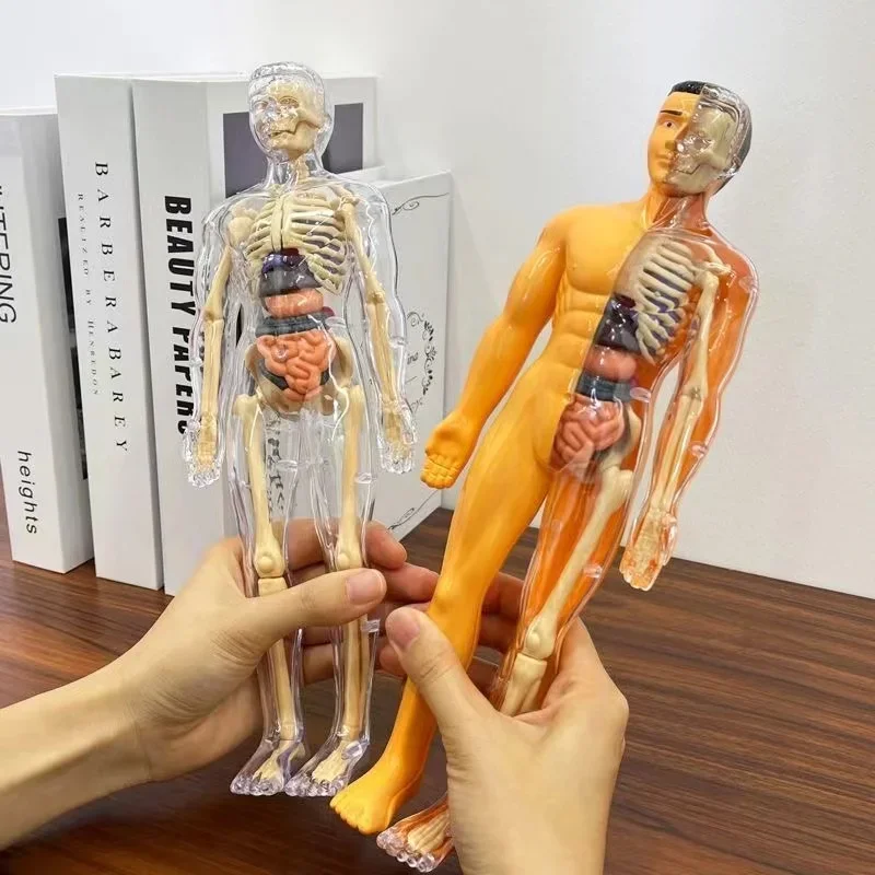 Human Torso Model Children DIY Assembled 3D Puzzle Human with Removable Organ Early Science Education Kid School Medical for Kid 3