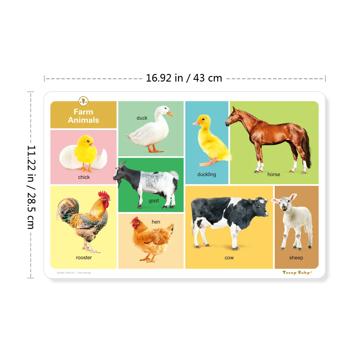 1 Set of 12 English Children's Animal Poster Chart Oversize Recognize Animals Cognitive Enhancement Enlightenment Gift