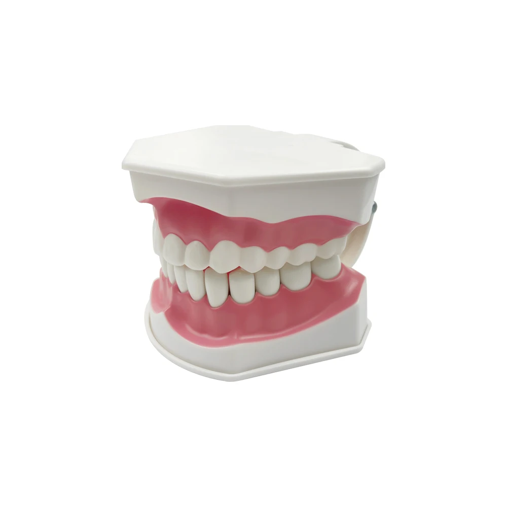 표준 교육용 치아 모형, 칫솔 포함, 치과 의사 교육 시연용, 양치질을 위한 의료 도구