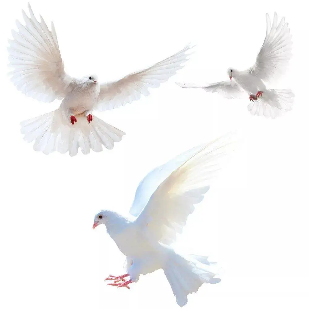Peace dove wall stickers for living room bedroom bathroom