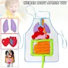 Anatomy Organ Toys Human Body Organs Awareness Model Children Developmental Puzzle Early Learning Aids Body Parts Insights Apron 1