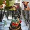1pcs Pet Dog Tie Pets Bowknot Collars Grooming for Puppy Cat Dogs Necklace Bow Tie Adjustable Strap Pet Accessories 3