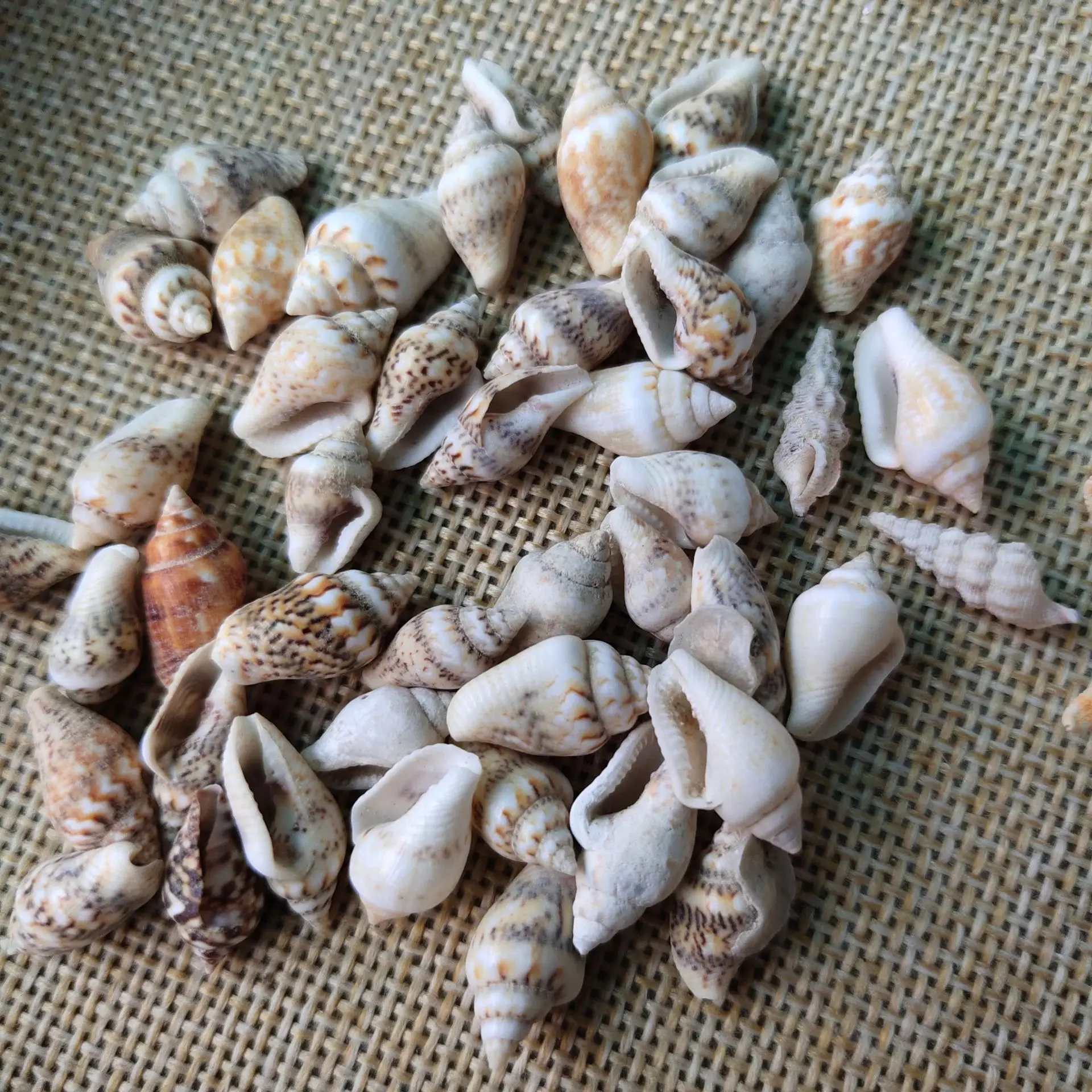 수제 천연 소라껍데기 불가사리, 건조된 흰색 달팽이, 수조 조경, 미니어처 풍경..
