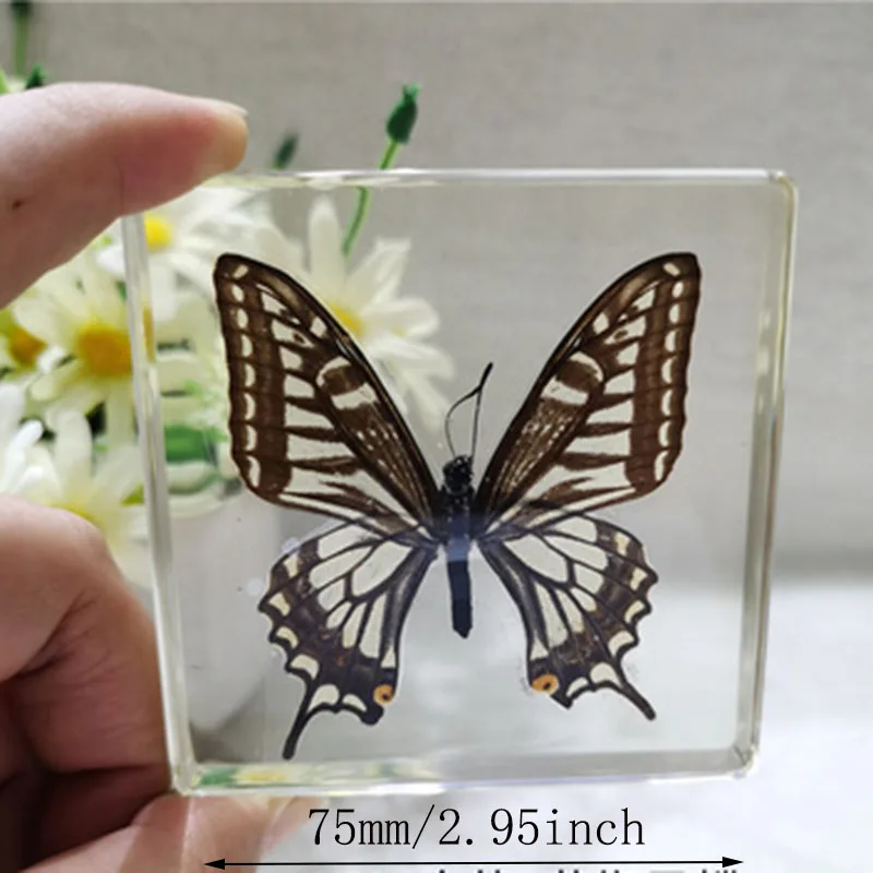 Cube Resin Transparent Butterfly Dragonfly Specimen Desk Decoration Teaching Children's Cognition for Adults,Children Figurines 