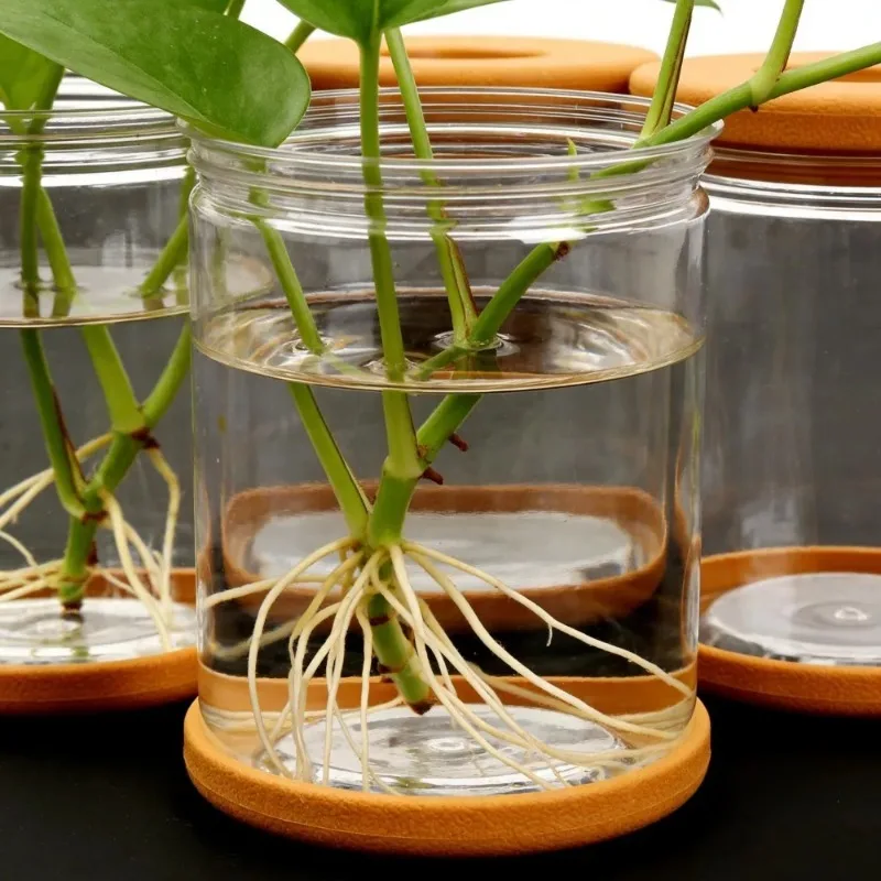 Self-Watering Hydroponic Planter with Transparent Design