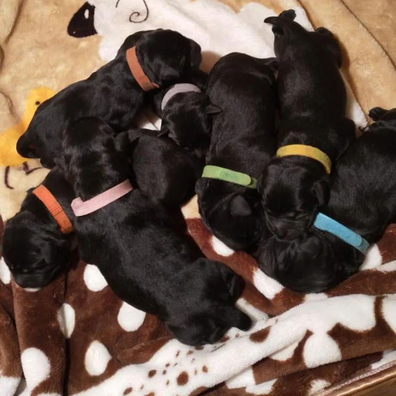 15 Colors Pet Dog Cat Rabbit Identification Circle Puppy Collar Marking Tape Rope For Newborn Animals Car Luggage Cargo Marking