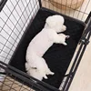 Dog Pee Pad Washable Dog Urine Mat Car Seat Floor Sofa Waterproof Absorbent Puppy Cat Training Diaper Mat Reusable Pet Supplies 3