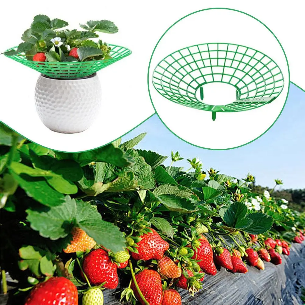 10Pcs Strawberry Plant Supports with 3 Sturdy Legs Strawberry Growing Racks Protector Frame Holder Cage From Mold Rot Dirt
