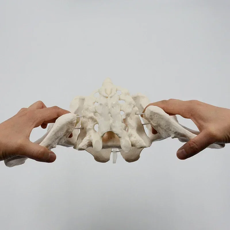 1:1 Movable Pelvis Model Sacrum Hip Bone Female Pelvic Bone Can Bend Human Skeleton Anatomy Pelvic Floor Muscles