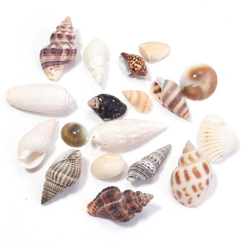 80 Conchiglie Marine Miste Naturali: Colorate Per Decorazioni Fai Da Te, Matrimoni E Festa
