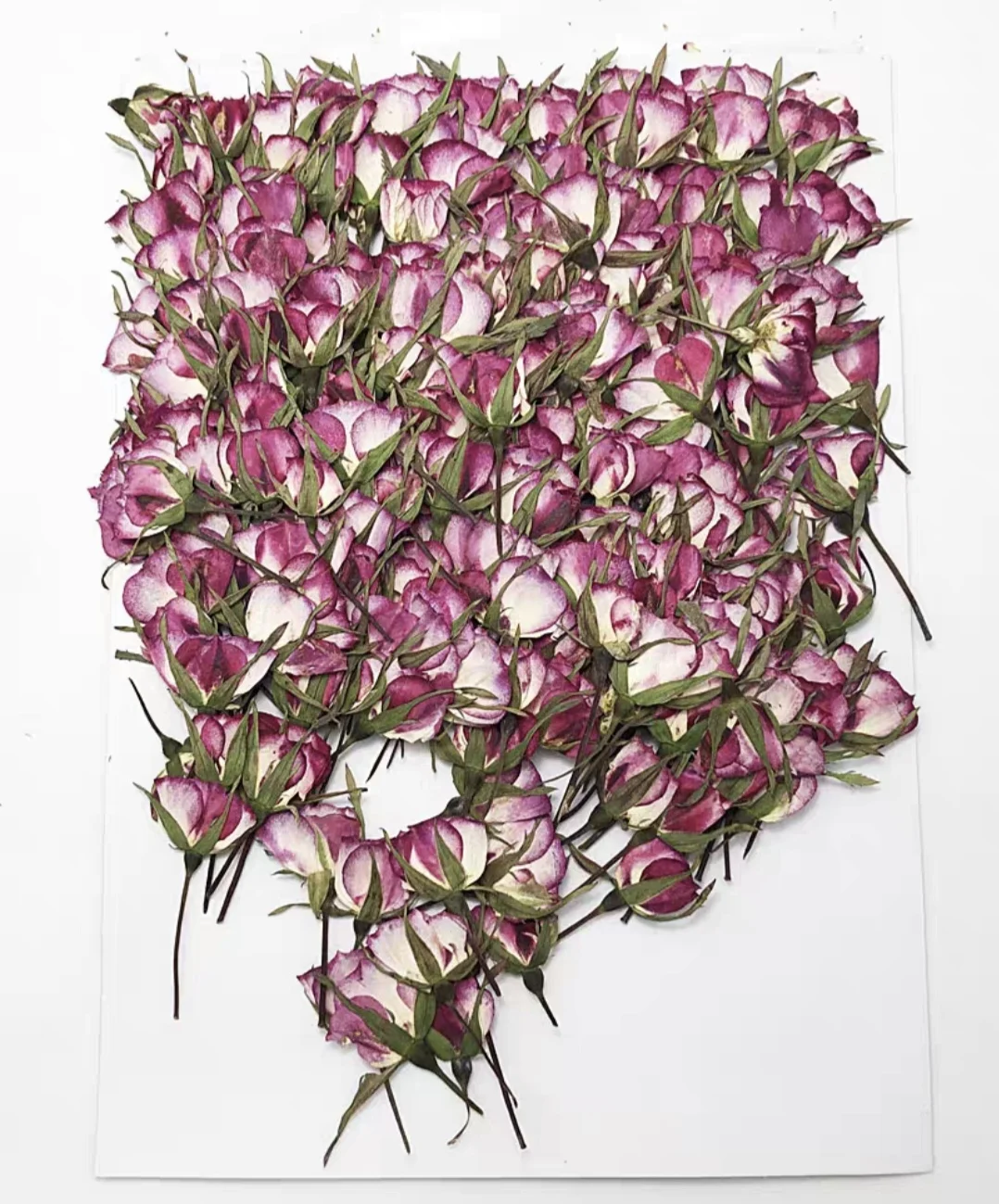 

500pcs Side Pressed Dried Bicolor Rose Flower For Jewelry Postcard Bookmark Frame Phone Case Invatation Card DIY Making