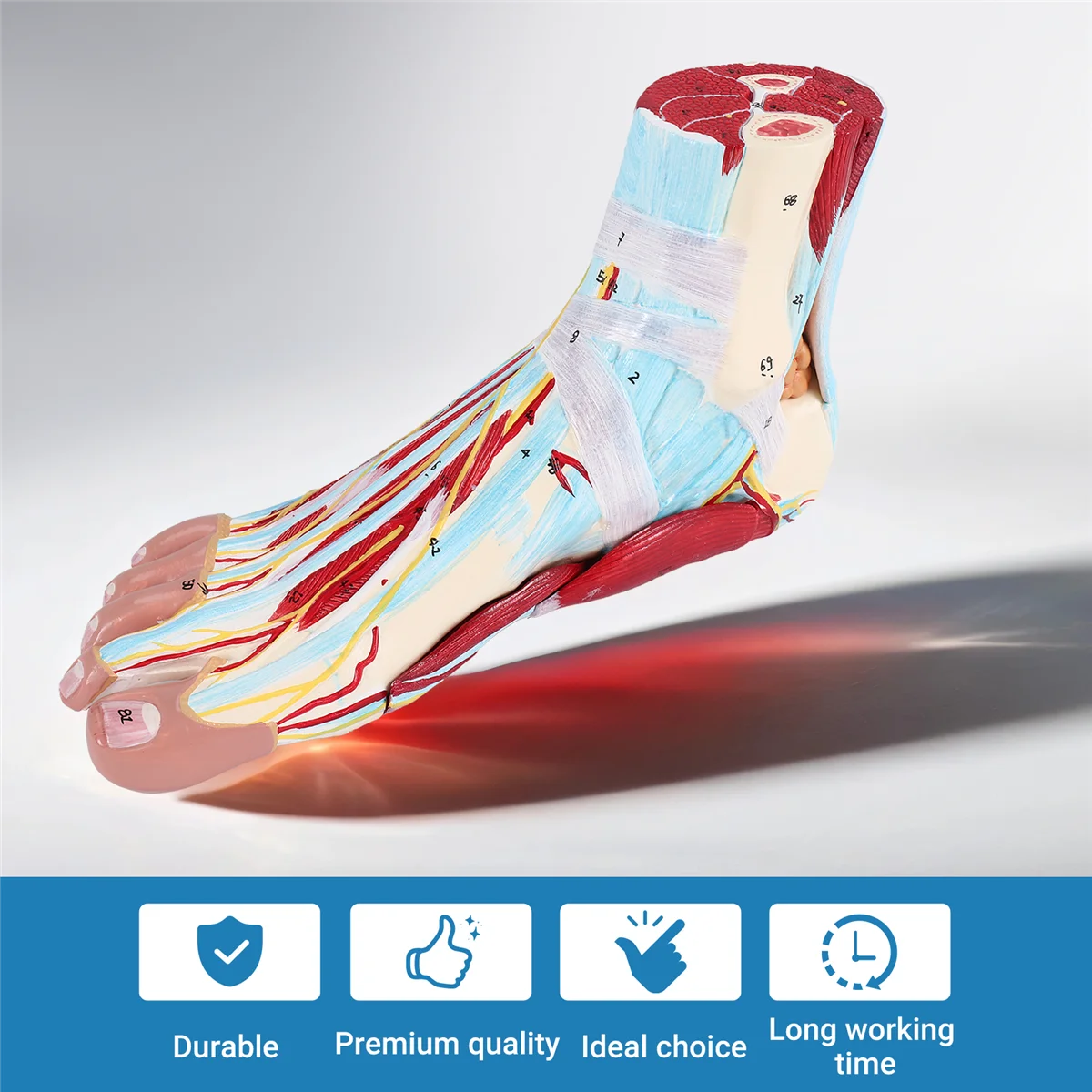 Human Foot Anatomy Model – 9 Parts 5