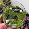 Micro Landscape Bevelled Glass Vase Fresh Green Succulent Moss Bottle Glass Terrarium Bonsai Home Desktop Decor 1