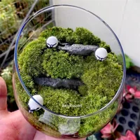 Micro Landscape Bevelled Glass Vase Fresh Green Succulent Moss Bottle Glass Terrarium Bonsai Home Desktop Decor 1