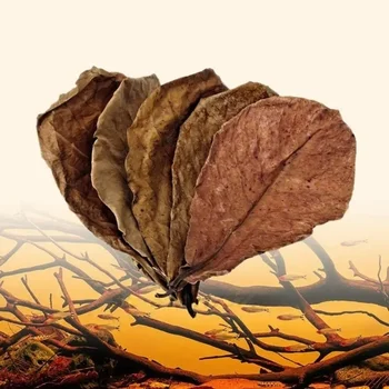 Large Catappa Indian Almond-leaves For Fish Aquarium 1