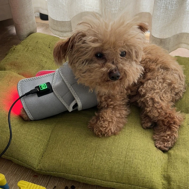 Veterinary use Red light LED therapy physiotherapy equipment for Pet dog pain relief pain reduce