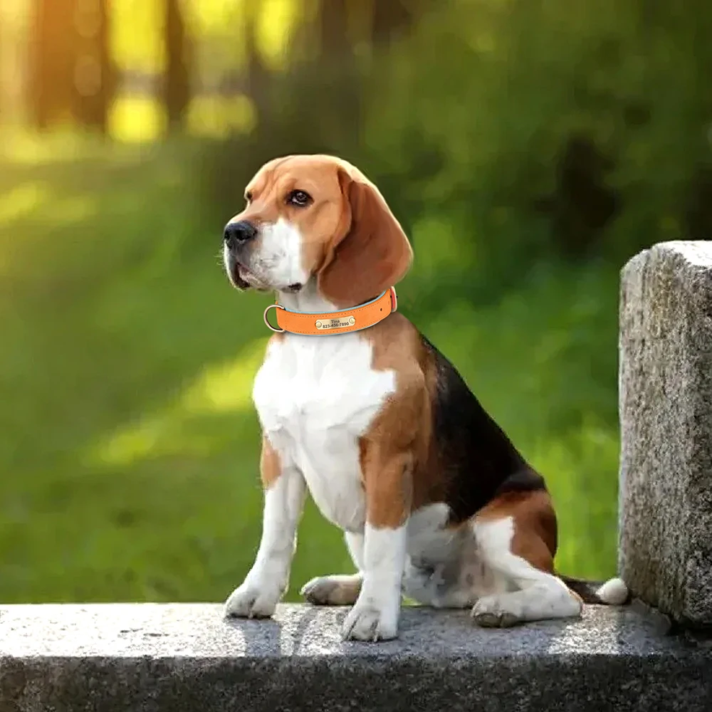 Personalized PU Leather Dog Collar 5