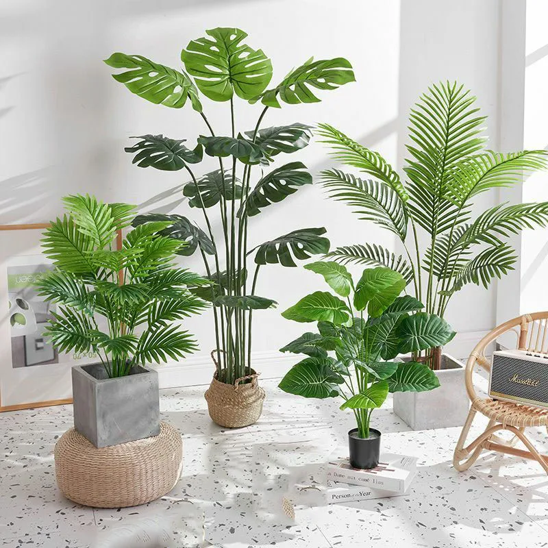 Купить Пальму В Горшке Спб