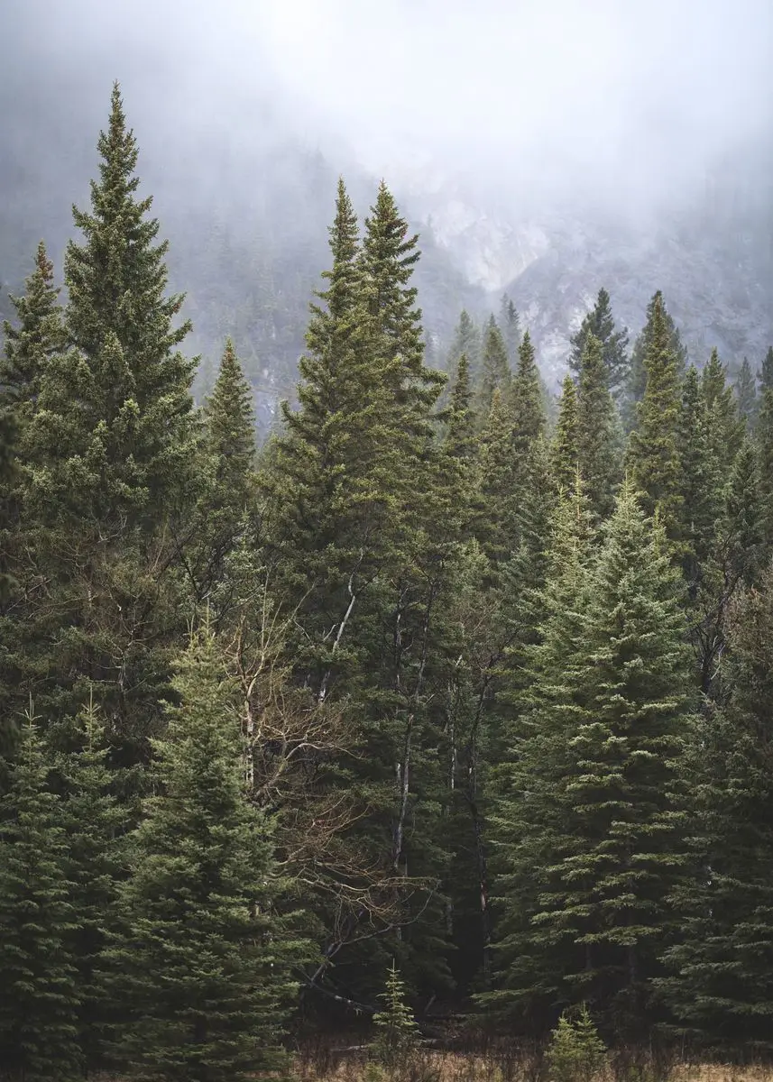 Enchanting Dark Green Forest Landscape Canvas Wall Art