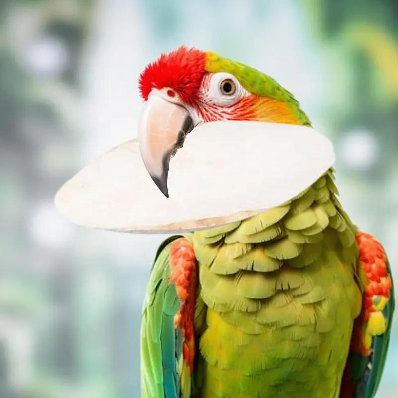 10pcs Cuttlefish Bone Parrot Chew Toy Hamster Parrot Food Pet Bird Desalting Easy To Supplement Cuttlebone Absorb Calcium Molar 2