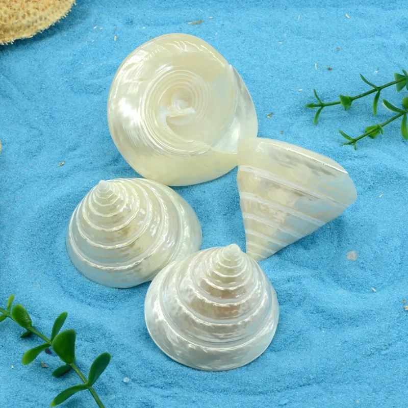 Natural Shell Ornaments Natural Mini Conch Mediterranean 1Bag Interesting Colored Mixed Real Small Sea Shells Aquarium Nautical Decoration Ornaments