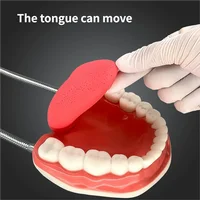 Agrandissement à Six volets, enseignement buccal, matériel dentaire, consommables de dentisterie, prothèse, modèle d'anatomie dentaire, langue 4