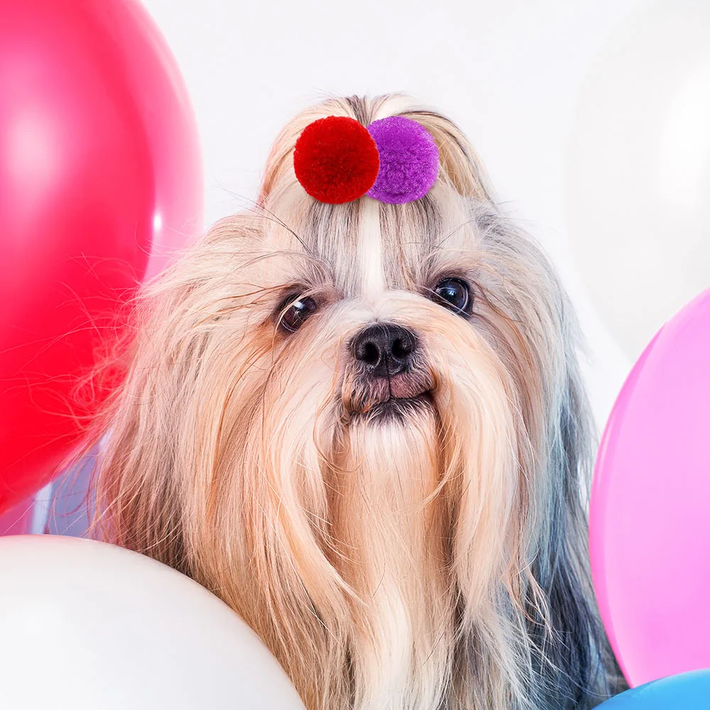 Cachorro Peludo Marrom: Como Escolher o Acessório Ideal para Deixar Seu Cão  Lindo e Confortável, image size:1000x1000