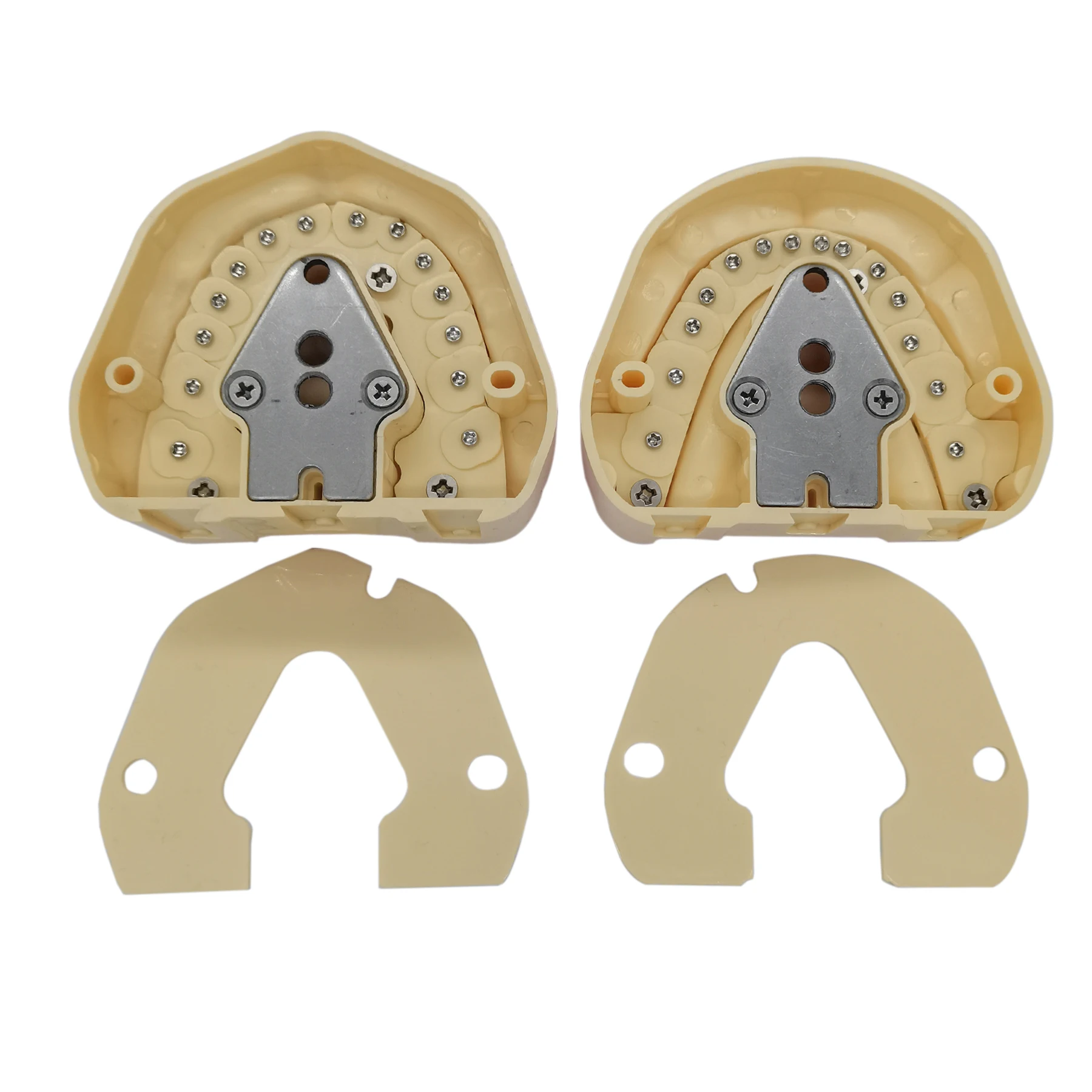 Frasaco ANA-4 Typodont 핏 치과용 나사 장착 치아 모델, 부드러운 잇몸 및 풀 세트 교체 치아, 연습 충전, 28 개