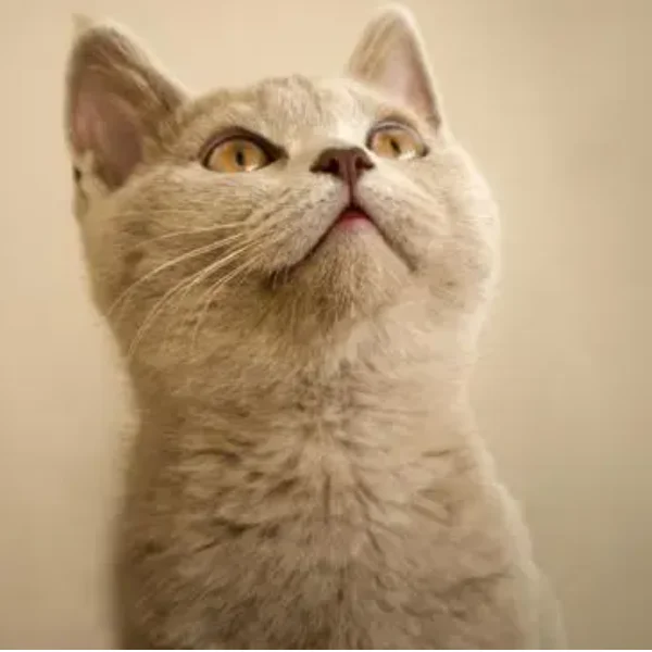 Fashion Clothing-1 Store