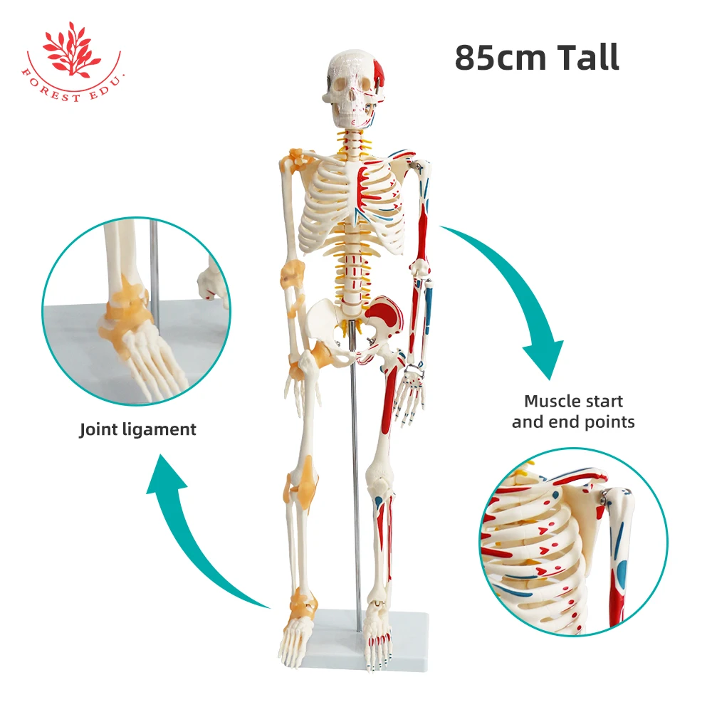 Human Skeleton Model FRT011 1/2 Life Size 85cm Half Muscle and Half Ligament Drawing Medical Science Anatomy