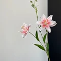 Pink Lily