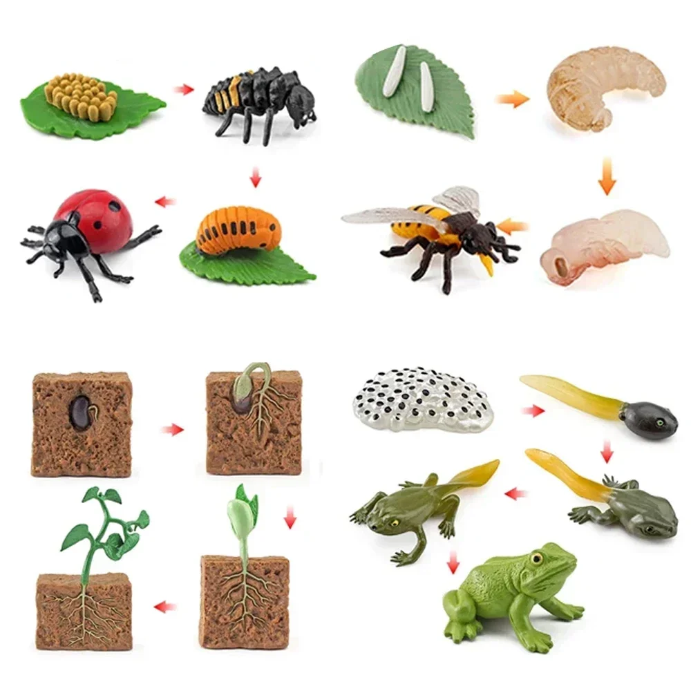 Simulated small animal model toy growth life cycle frog turtle chicken Montessori aids preschool cognitive Toys 2